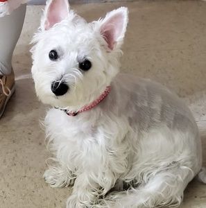 Meet your Posher, Carolina